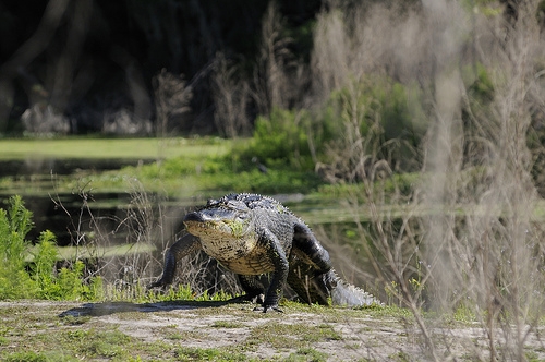 Gator on Trail.JPG
